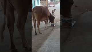 Cow eating pheja