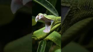 Snake full mouth open #shorts