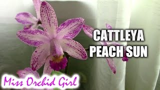 Cattleya Peach Sun - a rare, easy to care for orchid hybrid