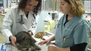 Coral Springs Animal Hospital promotional video