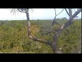 AEF NEFL Eagle Cam 11-24-19: Follow the Leader