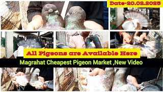 Magrahat Cheapest Pigeon Market, South 24 Pgs, W.B-20.02.2025-মোগরাহাট সবচেয়ে সস্তা পায়রার মার্কেট