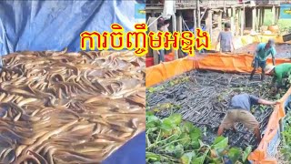 ការចិញ្ចឹមអន្ទុងច្រើនណាស់