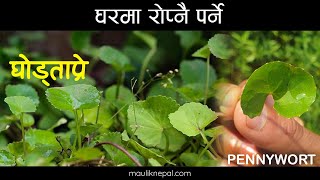 नेपाली घाेड टाप्रे । Brain Healing Herb Ghol Tapre l Health benefits of Ghodtapre l Pennyworth