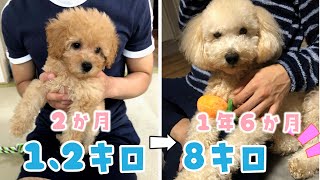 【成長記録】子犬が8㎏の大きさになるまでの過程【大きいトイプードル】