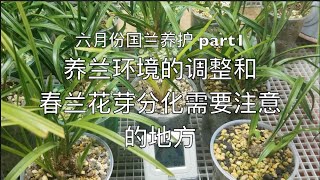 【小艾文养国兰】六月份国兰养护part1: 养兰环境的调整和春兰花芽分化需要注意的地方