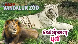 Vandalur Zoo Vellai Puli வெள்ளை புலி After Lockdown வண்டலூர் பூங்கா Video