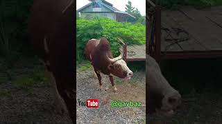 #animal #tranding #shortvideo ورزا جنگی گیلان