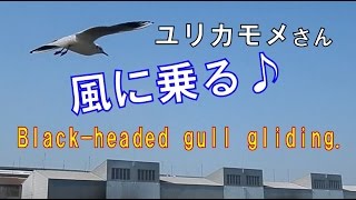 ユリカモメさん、風に乗る♪ || Black-headed gull gliding.