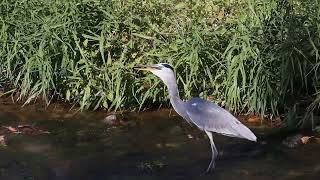 大きな魚を食べるアオサギ / Great heron swallowing a freshwater fish in the river