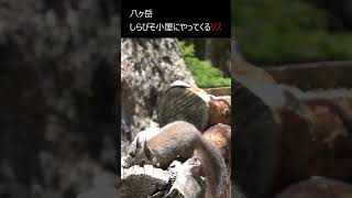 八ヶ岳 しらびそ小屋のリス #Shorts