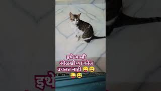 इथे आम्ही ओळखिच्या लोकांचे कॉल नाही उचलत.😛😃😜😅. #funny #comedy #cat #video, tappu...