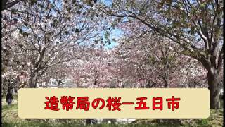 広島の造幣局のお花見　（2019.4.13）