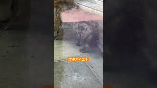 5秒以内！のいち動物公園！#プチハイエナ