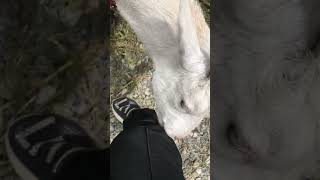 じゃれついてくるヤギ　#shorts #goat #ヤギ