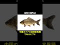 金魚という