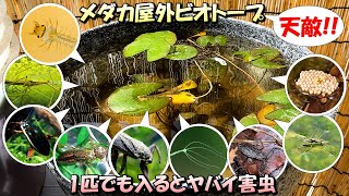 【メダカの屋外ビオトープ】1匹の侵入で全滅も!?飼育容器に入り込むヤバイ害虫（外敵/天敵）9選と対処法【初心者必見】