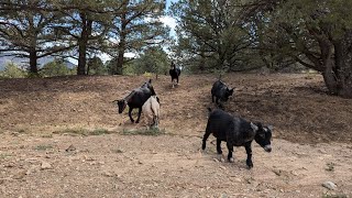 ⚡ Lightning Goats ⚡ Live Goat Feeder