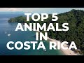 The Top 5 Animals to See in Costa Rica