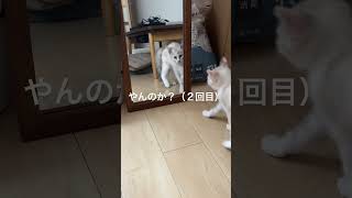 初めてのやんのかステップは鏡の中の自分だった猫#猫 #子猫#保護猫 #拾い猫 #やんのかステップ #short#shorts