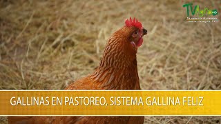Gallinas en Pastoreo, Sistema Gallina Feliz- TvAgro por Juan Gonzalo Angel Restrepo