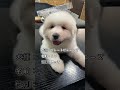 超大型犬の子犬が1年後に同じお皿でご飯を食べてみた かわいい グレートピレニーズ greatpyrenees 子犬 beforeandafter