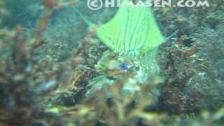 ヤマドリの産卵_JAPANESE DRAGONET Laying egg