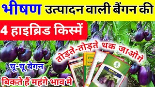 4 hybrid varieties of brinjal with heavy production | Top 4 varieties of small brinjal | Unnat cultivation of Baingan