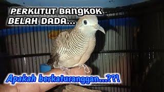 Perkutut bangkok apakah ada katuranggannya