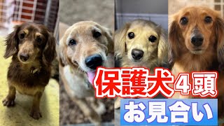 この子を家族に迎えたい！保護犬とのお見合い【笑顔の瞬間】