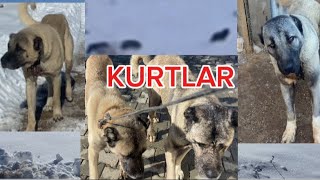 ACKALAN KURTLAR KÖYE İNİYOR KÖPEKLERİ İCERİ KOYUYOZ AFI KURDUN AFI YOK