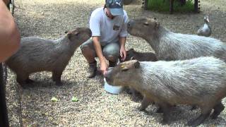 Veszprém Zoo - Kapibarák etetése