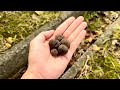 【ホモサピさんと】天然トリュフを拾ったので食べてみる