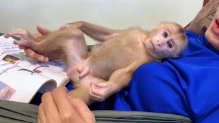 Baby monkey Miker drink a bottle of milk