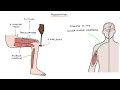 understanding motor neurone disease amyotrophic lateral sclerosis