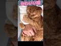 かわいい猫とおもしろい猫。ハイタッチする猫が　かわいすぎるっｗ