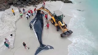 90-Ton Whale BEGGED For Help! What These People Did Will Send CHILLS Down Your Spine...