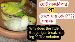 Budgerigar broken legs. Solution / পাখির পায়ের সমস্যা ও সমাধান।