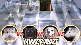 MIRROR MAZE COMPETITION - CAT🐱 / RAT🐭 / DOG🐶 / HAMSTER🐹