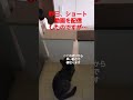 オーヴ？埃？虫？動画に映り込む白い光