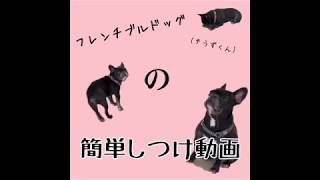 【YIC京都ペット総合専門学校】ワンちゃんのしつけについてご紹介します！