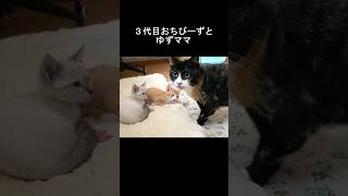 子猫が鳴くと心配してすぐに駆け付ける母猫　#保護猫 #子猫#shorts