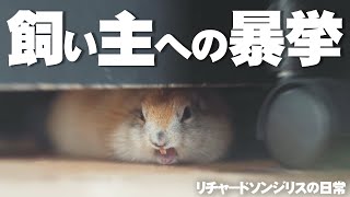 飼い主へ暴挙を働くリスが可愛い【リチャードソンジリス】115