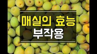 동의보감에 나온 매실의효능 10가지와 부작용 (Japanese apricot efficacy)