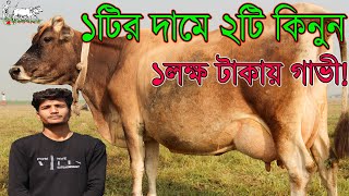 আজকে গরীবদের সেরা কোয়ালিটির বাচ্চাসহ,বাচ্চাছাড়া ও রেডী প্রেগন্যান্ট গাভীর মেলা।১ লক্ষ টাকা থেকে দুধে