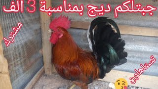 جبتلكم ديج شمسي🐓الشمسيات بيضن🥚الديج 🐓ابوعين كتل اشعيط شرايكم بل طبكه 🐔شاهد الفيديو للخير🫠