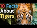 10 Intriguing Facts About Tigers | Facts No Less