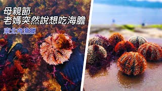 母親節老媽說想吃馬糞海膽，只好… | 東北角 | 漁獵｜馬糞海膽