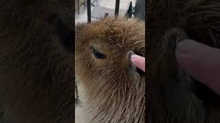 こいつ 動くぞ #capybara