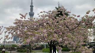 Sumida Park Sakura 　Tokyo Skytree　　八重桜　♪　『 隅田公園　山谷堀広場 』✿　東京スカイツリー　022年 4月19日 (火)